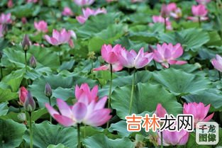 荷花节在哪里举办,2021新浜荷花节什么时候 新浜荷花节2021年什么时候开始