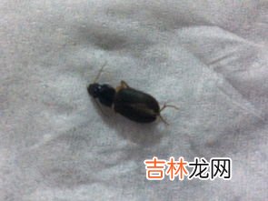 黑头黑脚代表什么动物,黑中介代表什么动物