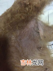 黑头黑脚代表什么动物,黑中介代表什么动物
