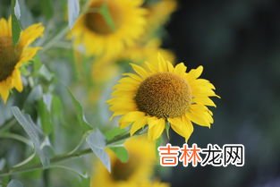 奥林匹克公园向日葵在哪个门,奥森公园北园h多吗