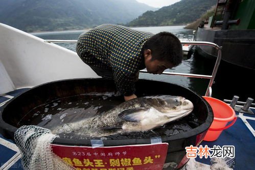 鳕鱼为什么卖的都没有头,市场上买到的鳕鱼，为什么没有鱼头？