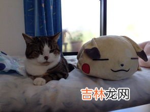 皮卡丘的寓意和象征,《皮卡丘》的寓意和象征是什么?