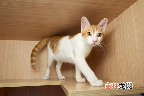 小猫为什么不吃饭,猫咪不吃饭怎么回事