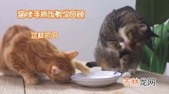 小猫为什么不吃饭,猫咪不吃饭怎么回事