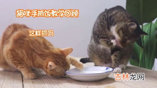 小猫为什么不吃饭,猫咪不吃饭怎么回事