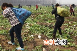 零下一度萝卜在地里会冻坏吗,大萝卜长在地里,今晚零下一度,明日回升,能冻死吗