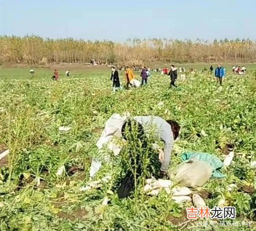 零下一度萝卜在地里会冻坏吗,大萝卜长在地里,今晚零下一度,明日回升,能冻死吗