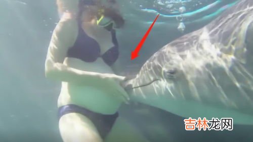 海豚为什么喜欢孕妇,海豚为何如此喜欢亲近人类？