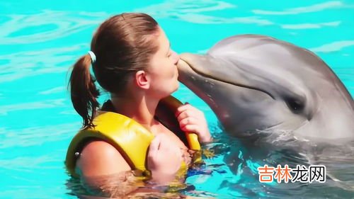 海豚为什么喜欢孕妇,海豚为何如此喜欢亲近人类？