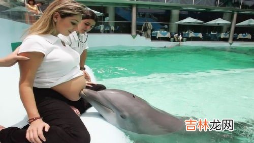 海豚为什么喜欢孕妇,海豚为何如此喜欢亲近人类？