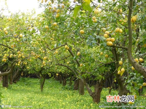 柠檬树上柠檬果什么梗,柠檬树下你和我上一句是啥？