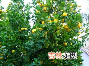 柠檬树上柠檬果什么梗,柠檬树下你和我上一句是啥？