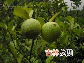 柠檬树上柠檬果什么梗,柠檬树下你和我上一句是啥？