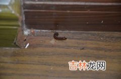 家里为什么有千足虫,家里有千足虫说明什么 家里有千足虫怎么办