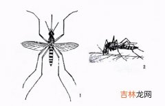 蚊子飞行速度,蚊子每秒的飞行速度是多少？