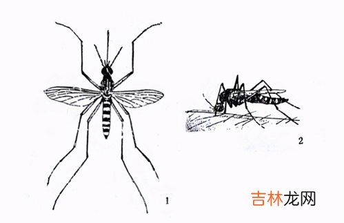 蚊子飞行速度,蚊子每秒的飞行速度是多少？