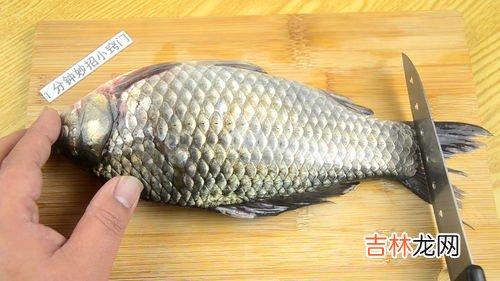 金鲳鱼用不用刮鱼鳞,鲳鱼属于无鳞鱼吗？