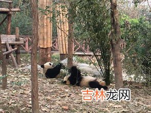 熊猫基地离成都市区多远,成都熊猫基地离市区多远