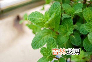 薄荷叶能驱蚊子吗,薄荷能驱蚊吗