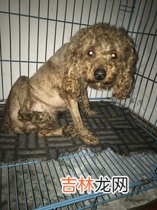 泰迪狗为什么那么恶心,泰迪犬最近恶心吐黄水，该怎么办？