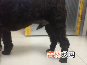 泰迪狗为什么那么恶心,泰迪犬最近恶心吐黄水，该怎么办？