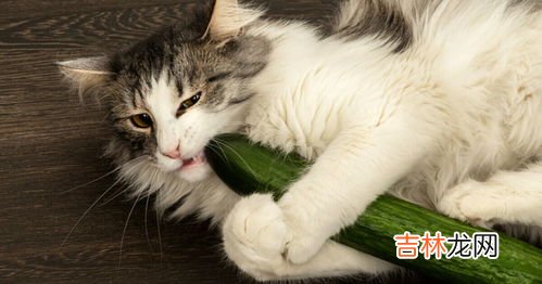 猫见到黄瓜为什么害怕,猫为什么怕黄瓜