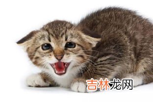 猫见到黄瓜为什么害怕,猫为什么怕黄瓜