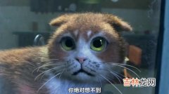 猫见到黄瓜为什么害怕,猫为什么怕黄瓜