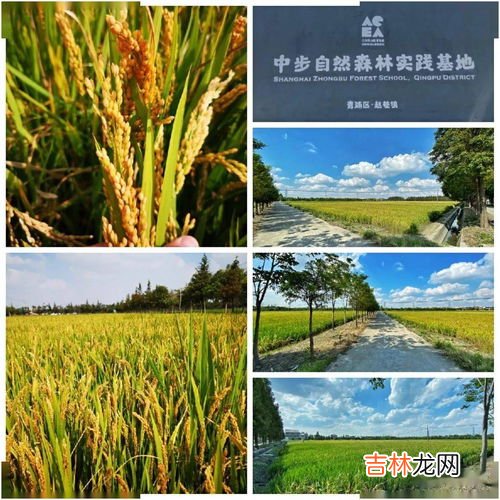 谷子的柄是什么意思,谷子是什么意思 谷子是什么意思介绍
