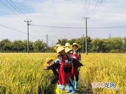 谷子的柄是什么意思,谷子是什么意思 谷子是什么意思介绍