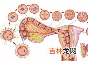 输卵管为什么堵塞,输卵管堵塞原因？