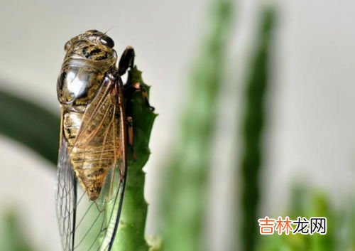 蝉的食性,昆虫记中蝉以什么为食