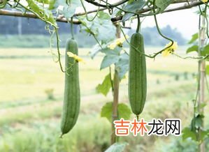 丝瓜花能吃吗怎样吃,丝瓜花怎么吃 丝瓜花的功效与作用