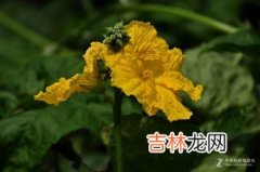 丝瓜花能吃吗怎样吃,丝瓜花怎么吃 丝瓜花的功效与作用