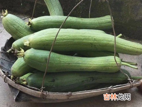 丝瓜花能吃吗怎样吃,丝瓜花怎么吃 丝瓜花的功效与作用