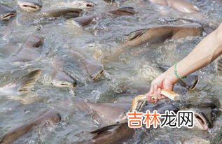 恒河肉是从恒河里捞的肉吗,印度恒河鱼肉囗感如何