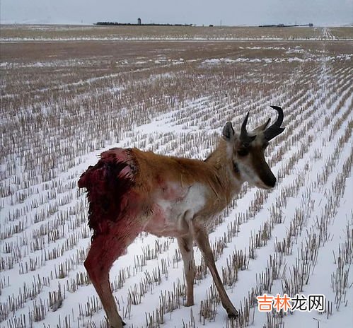 买风前残烛的动物,风烛残年打一动物