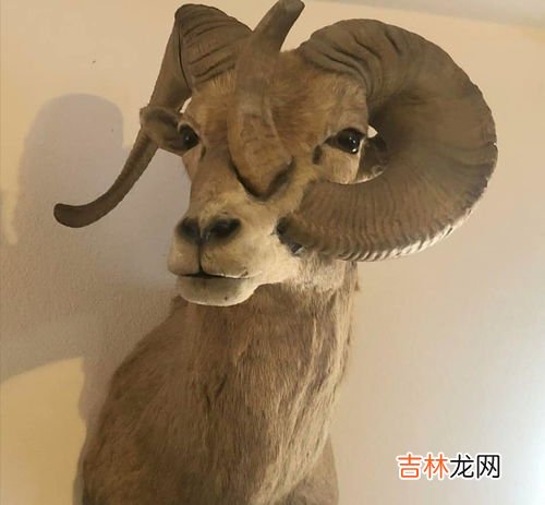 买风前残烛的动物,风烛残年打一动物