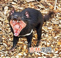 买风前残烛的动物,风烛残年打一动物