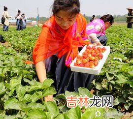 六七月份还有草莓吗,几月份是草莓采摘的最佳时间？