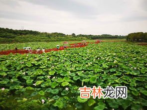 江夏法泗荷花节在哪里,2021新浜荷花节什么时候 新浜荷花节2021年什么时候开始