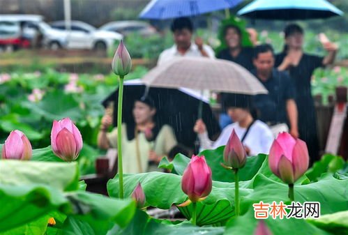 江夏法泗荷花节在哪里,2021新浜荷花节什么时候 新浜荷花节2021年什么时候开始