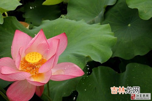 江夏法泗荷花节在哪里,2021新浜荷花节什么时候 新浜荷花节2021年什么时候开始