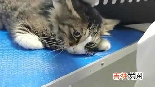 猫为什么不抓老鼠,为什么我养的猫不抓老鼠呢？