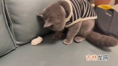 猫为什么不抓老鼠,为什么我养的猫不抓老鼠呢？