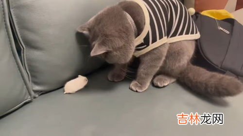 猫为什么不抓老鼠,为什么我养的猫不抓老鼠呢？