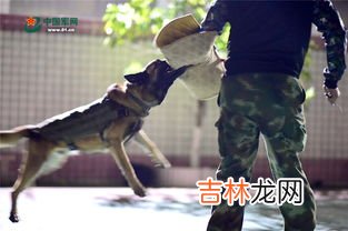 跳火圈的动物,街头搞笑表演，猴子做了什么，竟把大家逗乐了？有哪些有趣的猴子表演？