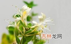 金银花的副作用,金银花茶的功效、作用及副作用