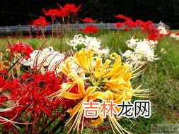 曼珠沙华的花语,曼珠沙华花语