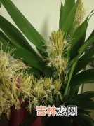 什么玉米开花不结果,为什么有些植物只开花不结果例如苹果